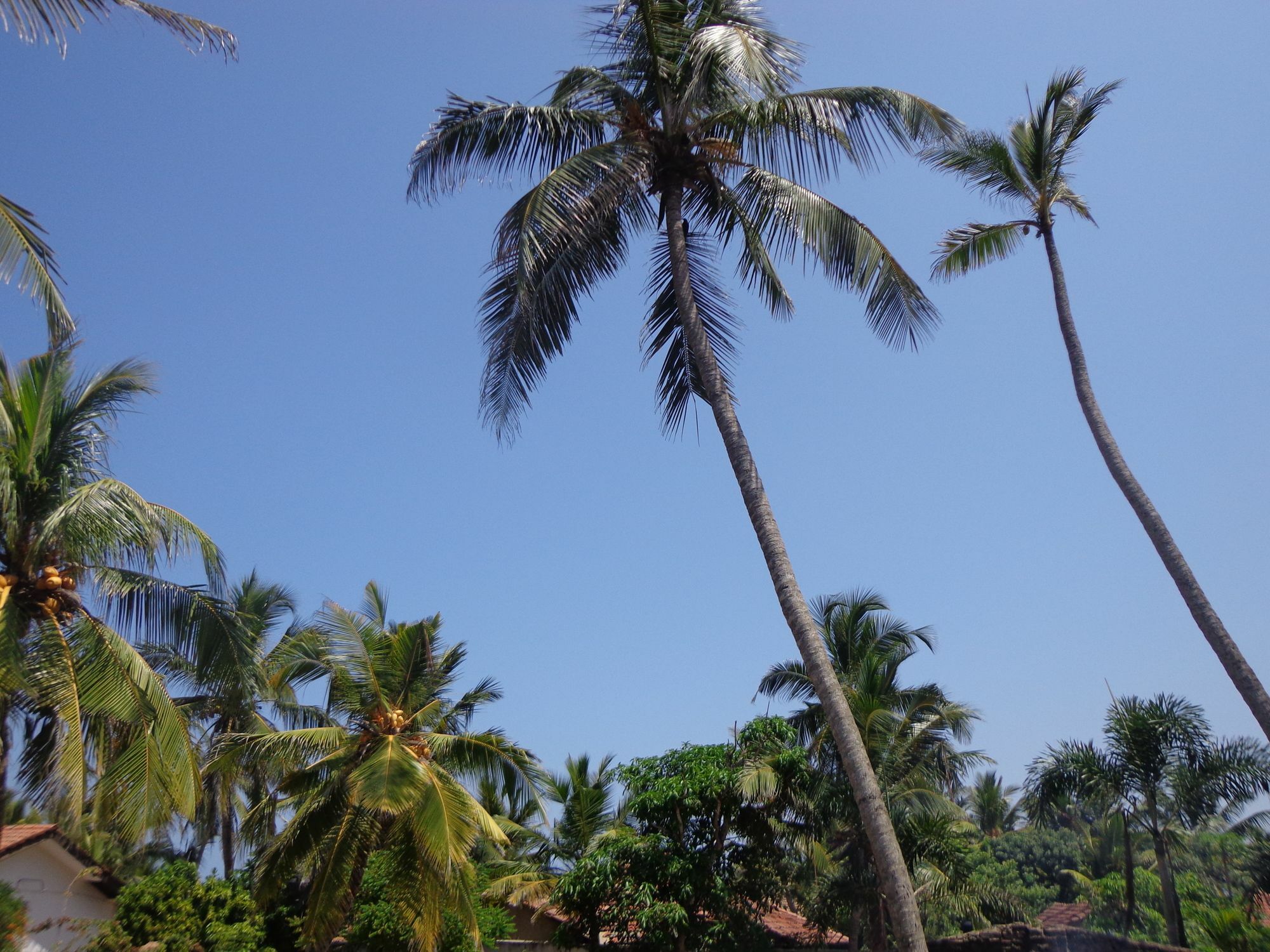 Hotel Star White - Negombo Kudapaduwa Esterno foto